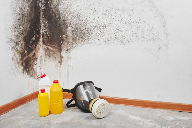 Best Attic Mold Removal  in Zellwood, FL