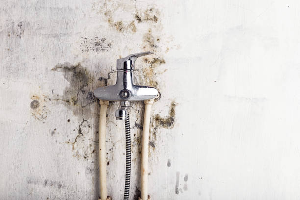 Best Home Mold Removal  in Zellwood, FL