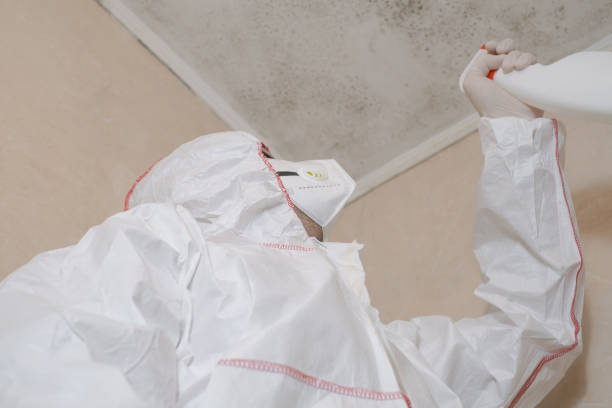 Best Emergency Mold Removal  in Zellwood, FL
