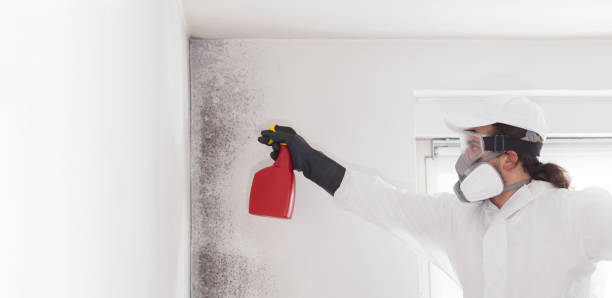 Best Local Mold Removal Service  in Zellwood, FL