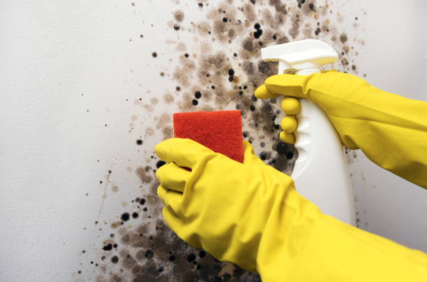 Best Mold Remediation  in Zellwood, FL