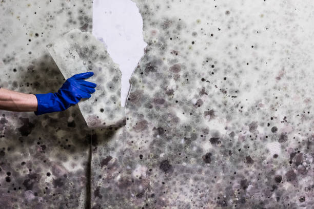 Crawl Space Mold Removal in Zellwood, FL