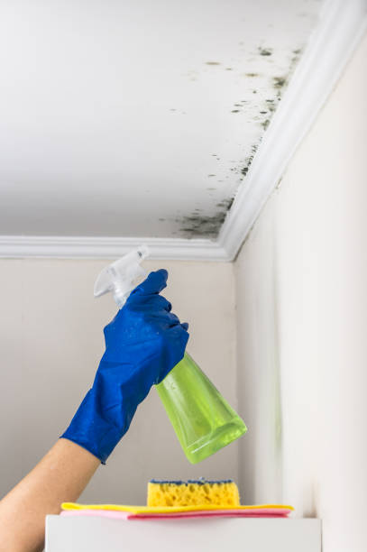 Best Mold Damage Repair  in Zellwood, FL