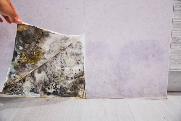Best Crawl Space Mold Removal  in Zellwood, FL